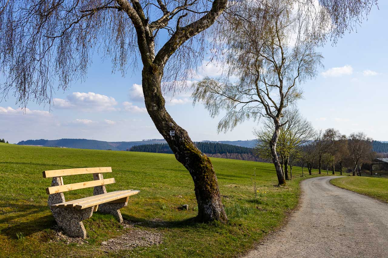 Osterglockenweg auf dem Herhagen