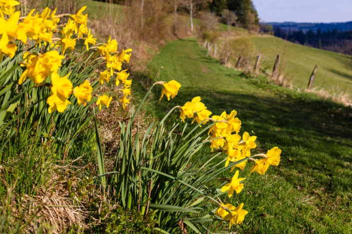 Wiesenweg