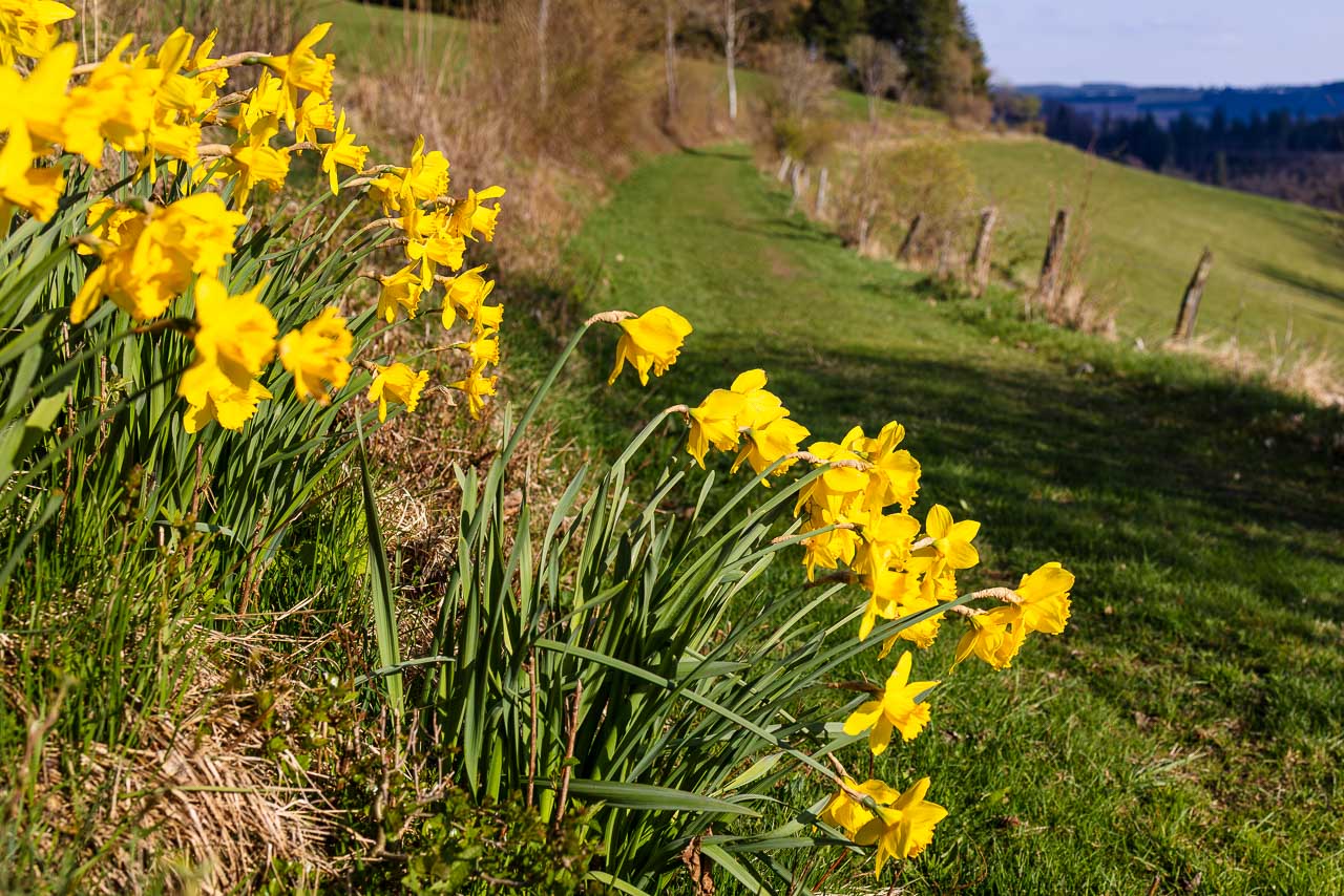 Wiesenweg Osterglockenweg in Nordenau
