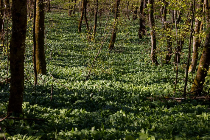 Bärlauchwald