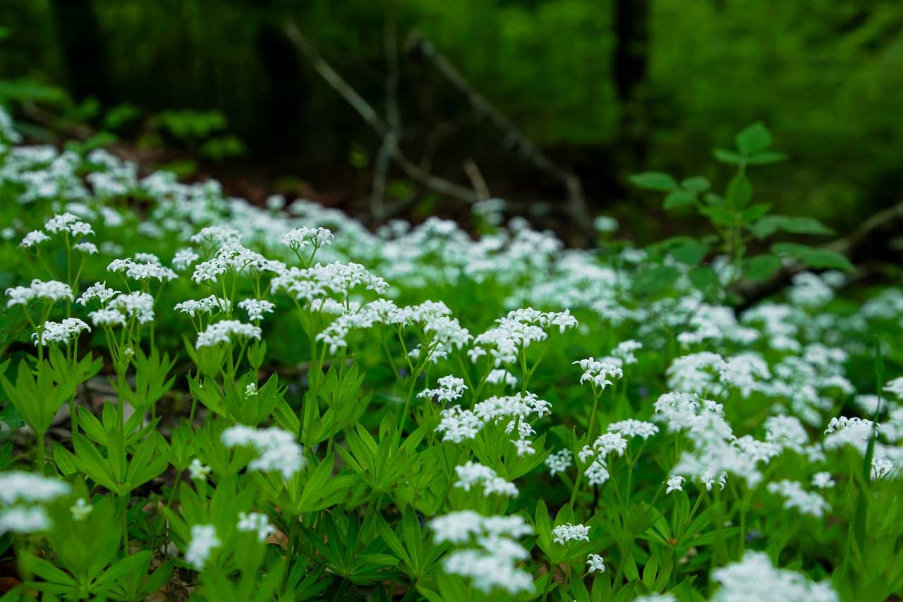 Blühender Waldmeister