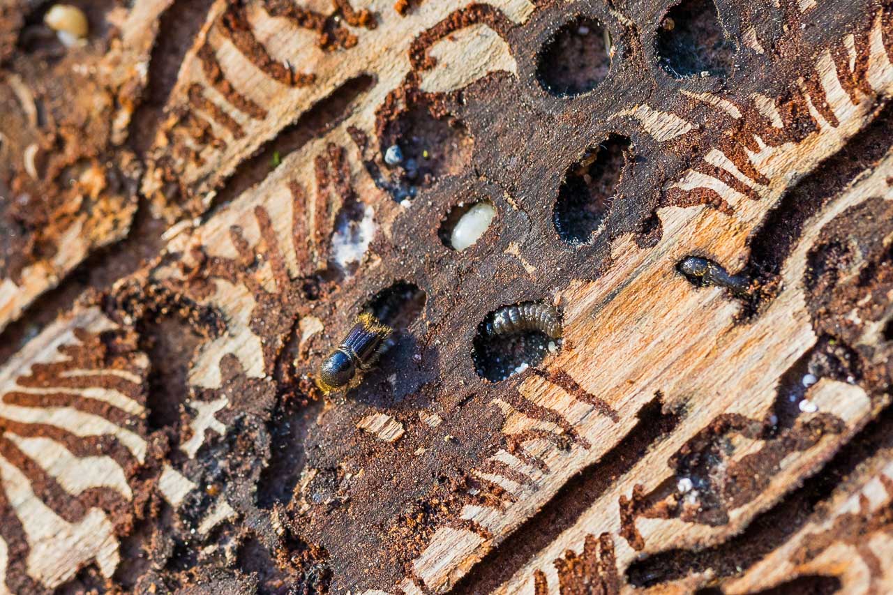 Borkenkäfer in Rinde