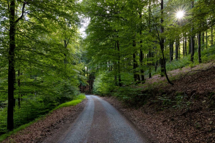 Buchenwald im Sommer