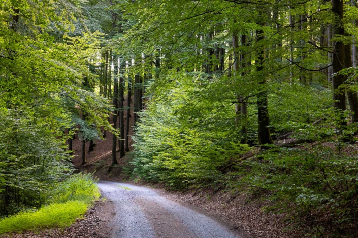 Buchenwald im Sommer