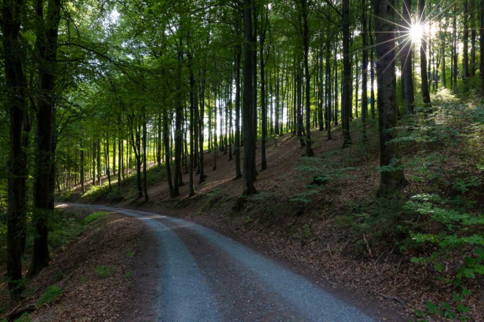 Buchenwald im Sommer