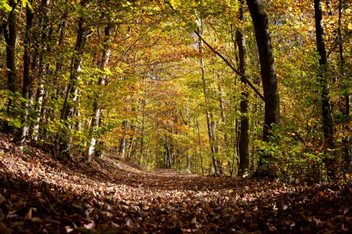 Bunter Herbstwald