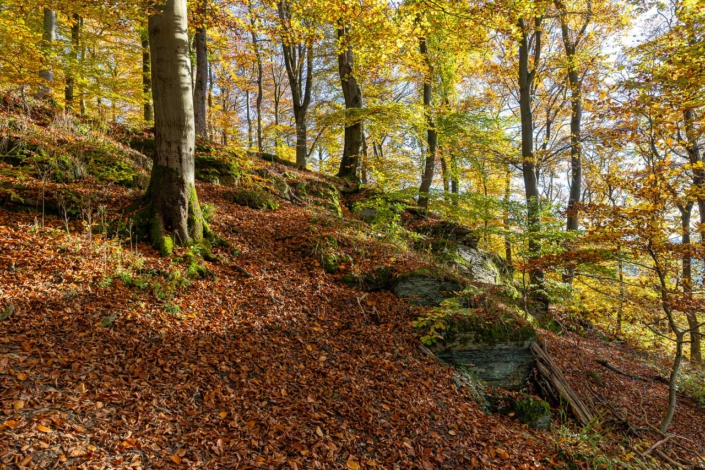 Bunter Herbstwald