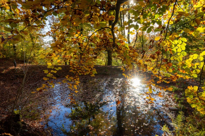 Bunter Herbstwald