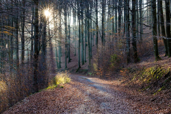 Herbstwald
