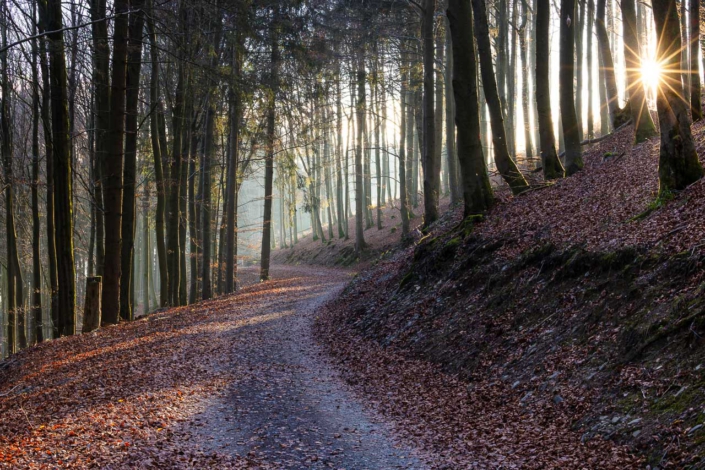 Herbstwald