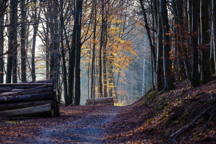 Bunter Herbstwald