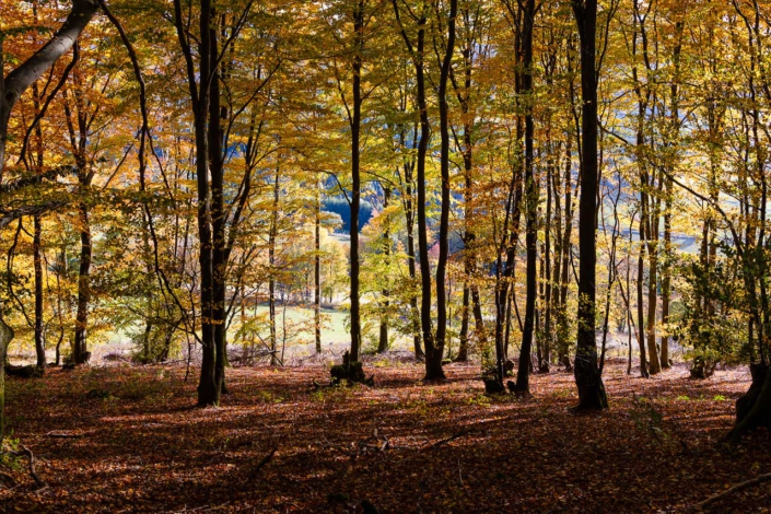 Bunter Herbstwald