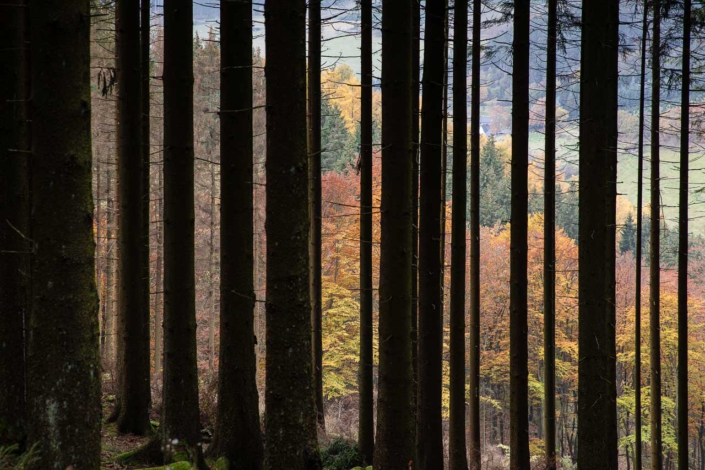 Bunter Herbstwald