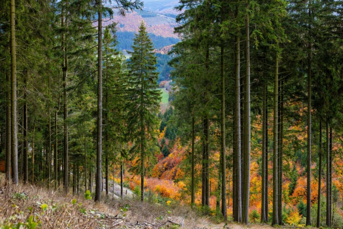 Bunter Herbstwald