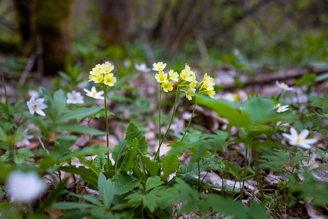 Buschwindröschen und Schlüsselblumen im Wald