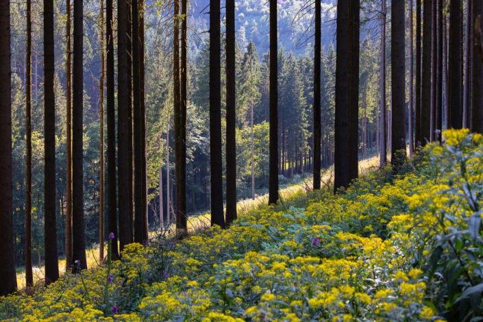Fichtenwald am Hohen Knochen