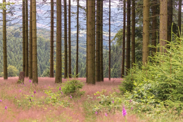Fichtenwald im Sommer