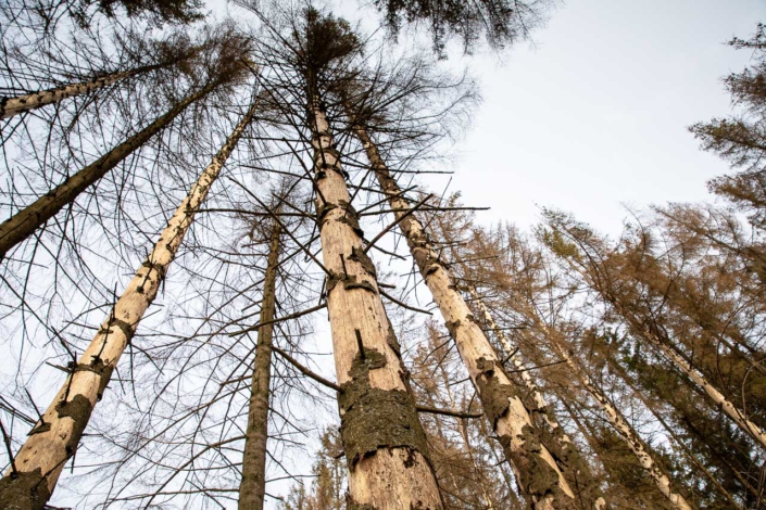 Borkenkäferbefall