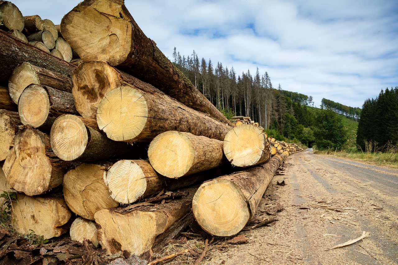 Geschlagenes Holz am Wegesrand