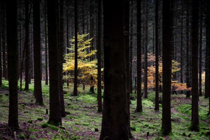 Herbstfarben im Fichtenwald