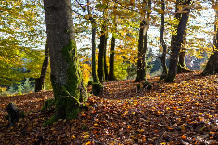 Herbstlicher Buchenwald