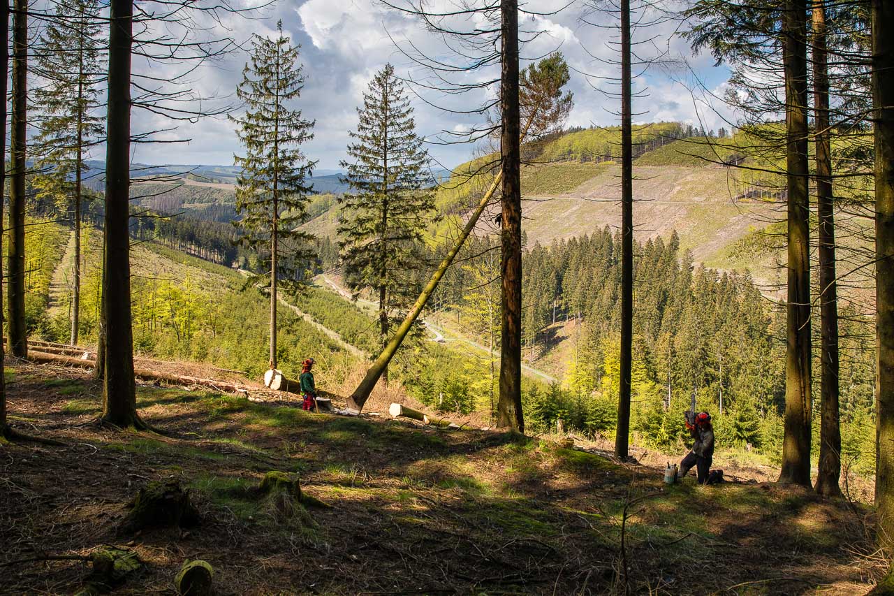 Holzfällerarbeiten im Lennegrund
