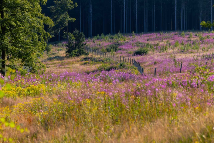 Kahlschlagfläche in Altastenberg