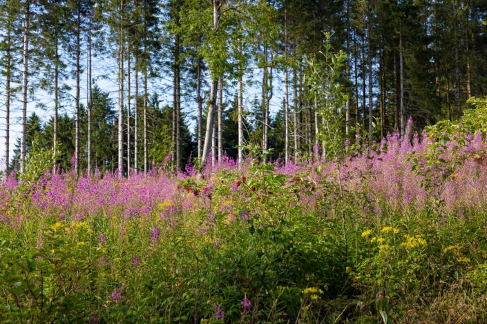 Kahlschlagfläche in Altastenberg