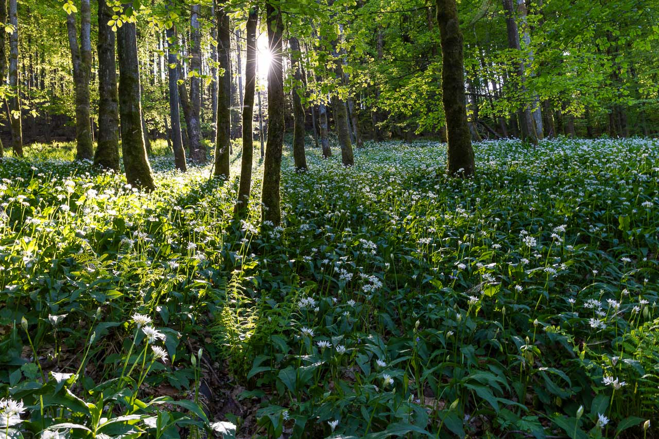 Lichtdurchfluteter Bärlauchwald