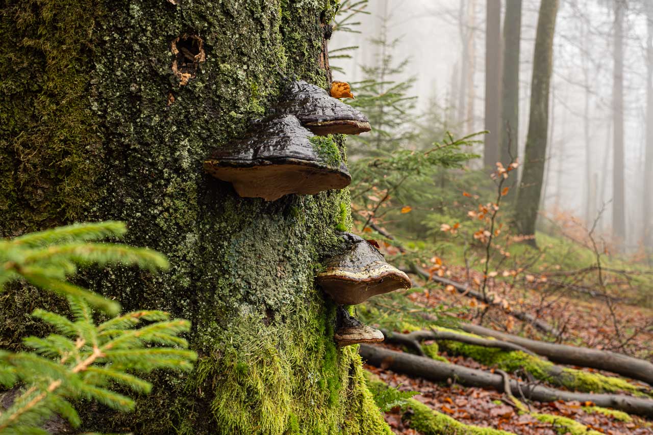 Naturwaldzelle