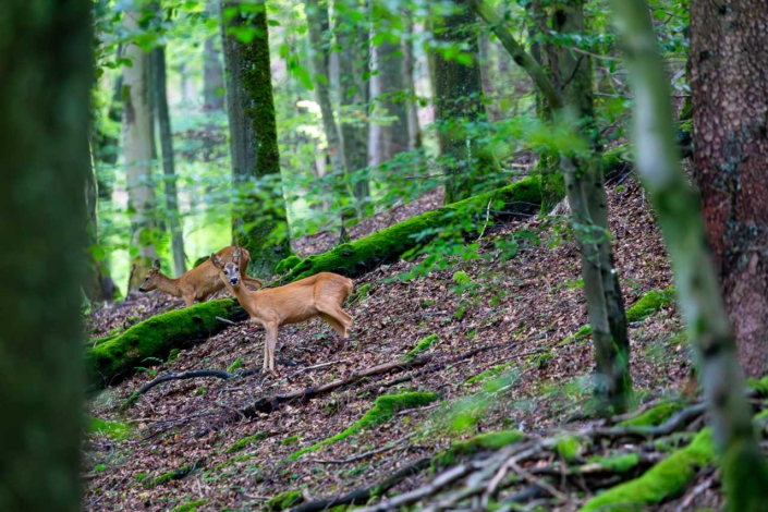 Rehe im Wald
