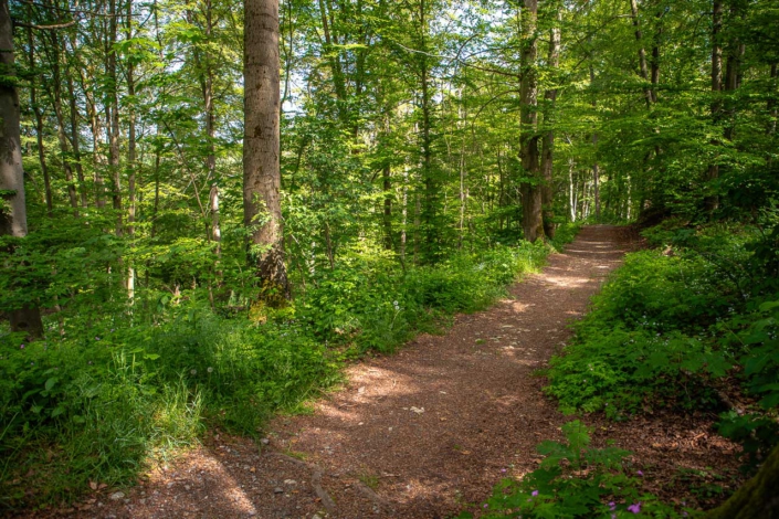 Rothaarsteig