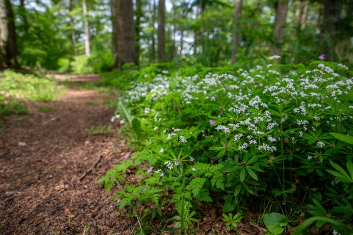 Waldmeister blüht am Rothaarsteig