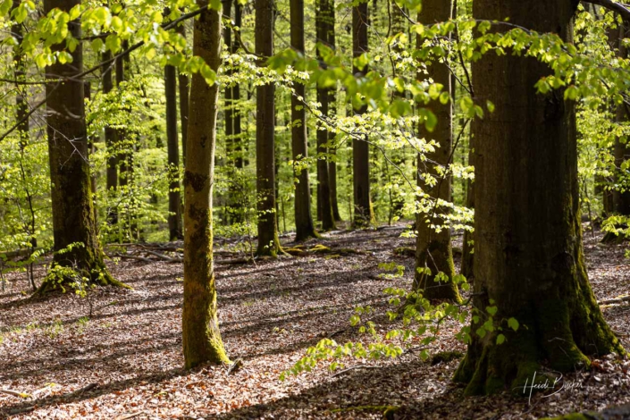 Frühlingswald