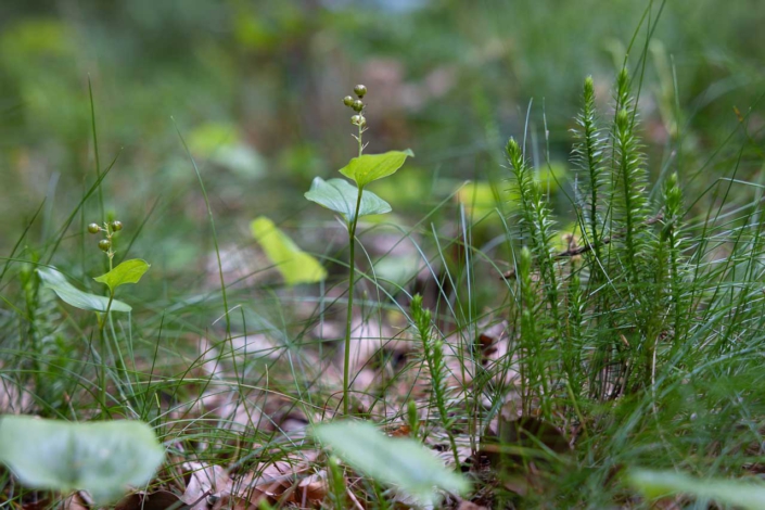 Zweiblättrige Schattenblume und Bärlapp
