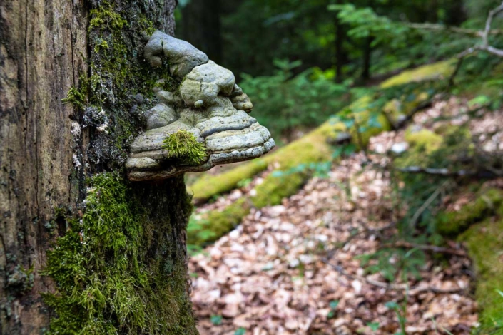 Zunderschwamm