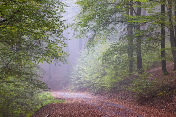 Nebelwald