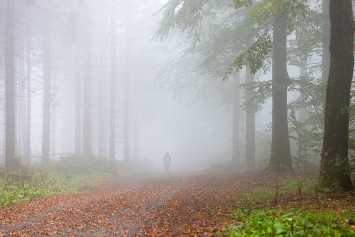 Pilzsammler im Nebelwald