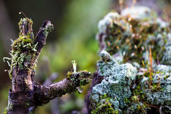 Pilze und Flechten