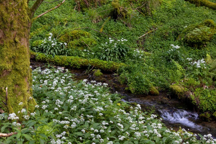 Blühender Bärlauch am Waldsiepen