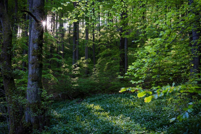 Bärlauchwald