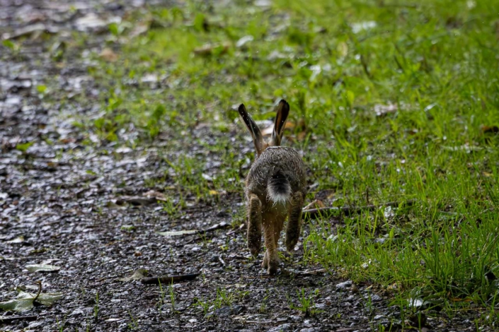 Feldhase im Regen