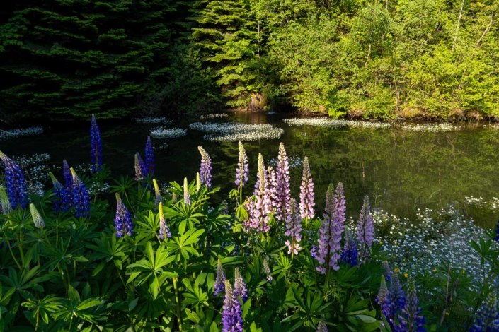 Weiher im Wald