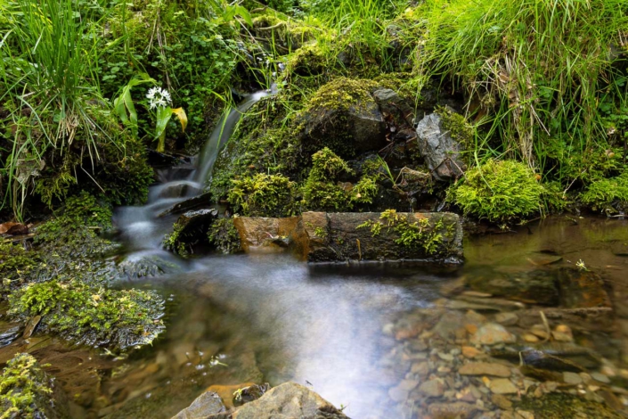 Kleiner Bach im Wald