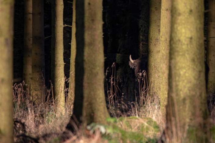 Versteckt…