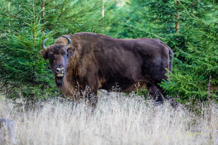 Wisent