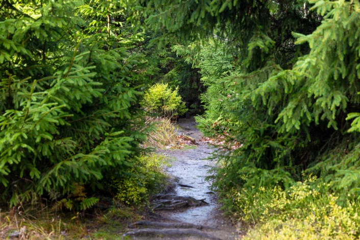 Waldpfad