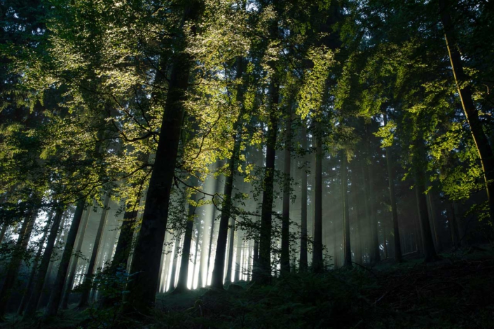 Morgenstimmung im Buchenwald