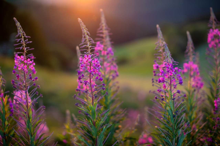 Weidenröschen im Abendlicht