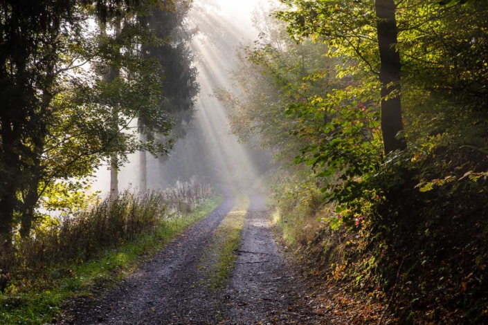 Sauerland – Wald – 38